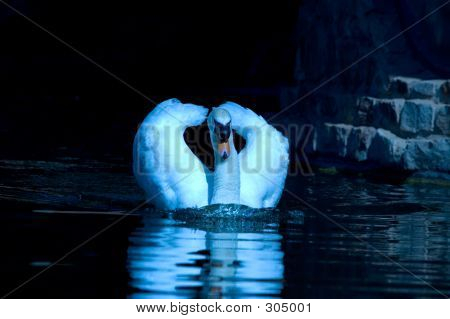 Swan Moonlight adlı