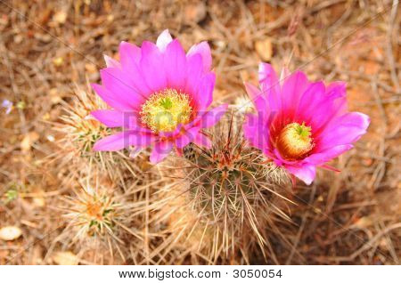 ヘッジ豚サボテンの花