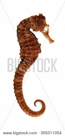 Focus Stacked Image Of A Naturally Air Dried Seahorse, A Small Marine Fish In The Genus Hippocampus,