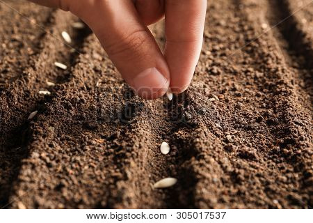 Farmer Planting Seeds Into Fertile Soil, Closeup. Gardening Time