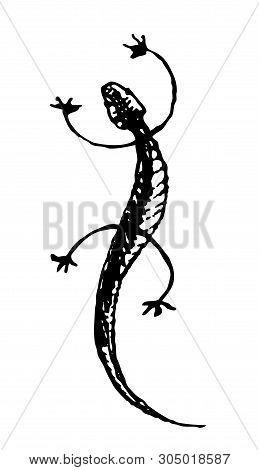 Gecko. Black And White Vector Handdrawn Sketch