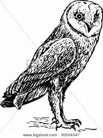 Gufo tyto alba