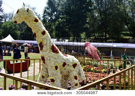Kodaikanal, Tamilnadu, India - June 2, 2019: Giraffe Statue Made With Flowers At The 58Th Flower Sho