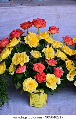 Kodaikanal, Tamilnadu, India - June 2, 2019: The 58Th Flower Show In Kodaikanal