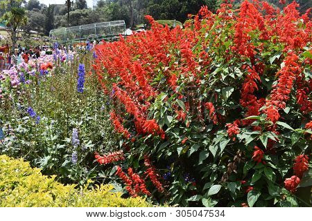 Kodaikanal, Tamilnadu, India - June 2, 2019: The 58th Flower Show In Kodaikanal