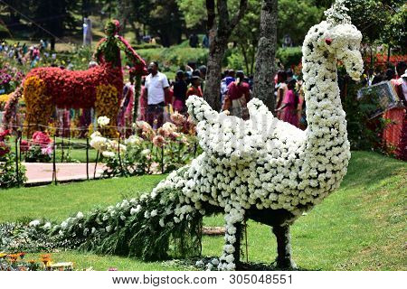 Kodaikanal, Tamilnadu, India - June 2, 2019: Peacock Statue Made With Flowers At The 58th Flower Sho
