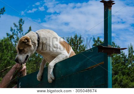 The First Victories Of The Owner And The Dog In Overcoming The Wall. Middle Alabay Sheepdog Alabai C