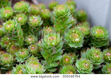 Green Stems Of Rhodiola Rosea In The Spring, Covered With Rain Drops, Closeup. Shallow Depth Of Fiel