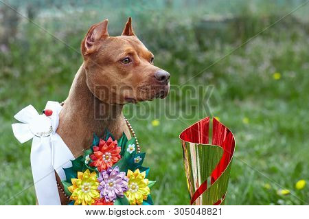 Beautiful Red (ginger) Dog Of American Pitbull Terrier Breed, Red Female With Show Ribbons And Garla