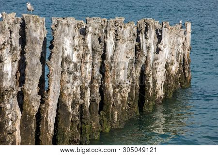 Big Breakwater, 3000 Trunks To Defend The City From The Tides, Plage De L Eventail Beach In Saint-ma