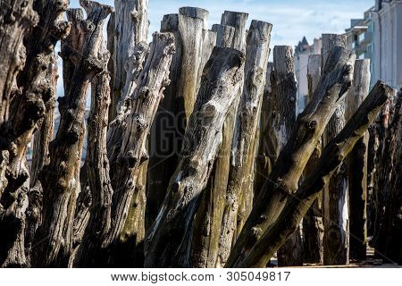 Big Breakwater, 3000 Trunks To Defend The City From The Tides, Plage De L Eventail Beach In Saint-ma