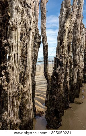 Big Breakwater, 3000 Trunks To Defend The City From The Tides, Plage De L Eventail Beach In Saint-ma