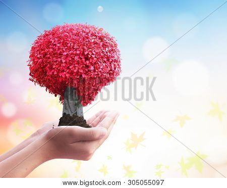 World Day To Combat Desertification And Drought Concept: Hands Holding Red Big Tree  On Blurred Red 