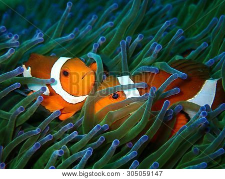 Closeup And Macro Shot Of Western Clownfish Or Anemonefish During Leisure Dive In Tunku Abdul Rahman
