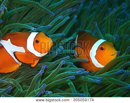 Closeup And Macro Shot Of Western Clownfish Or Anemonefish During Leisure Dive In Tunku Abdul Rahman