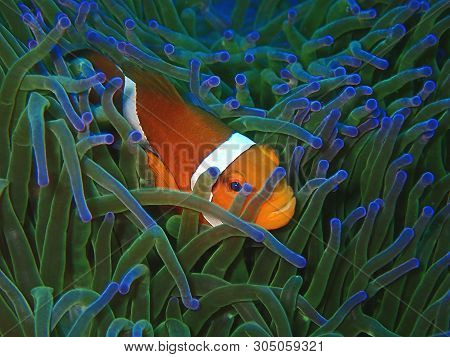 Closeup And Macro Shot Of Western Clownfish Or Anemonefish During Leisure Dive In Tunku Abdul Rahman