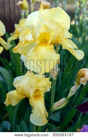 Beautiful Iris Bushes In The Garden. Yellow Flowers Iris. Spring Summer Flowers.
