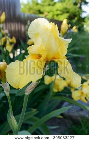 Beautiful Iris Bushes In The Garden. Yellow Flowers Iris. Spring Summer Flowers.