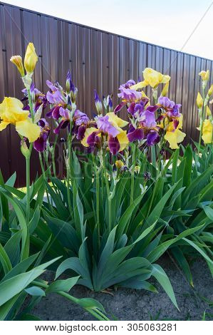 Bushes Iris In The Garden. Purple And Yellow Iris Flowers. Spring Summer Flowers.
