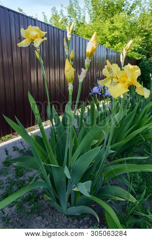 Beautiful Iris Bushes In The Garden. Yellow Flowers Iris. Spring Summer Flowers.