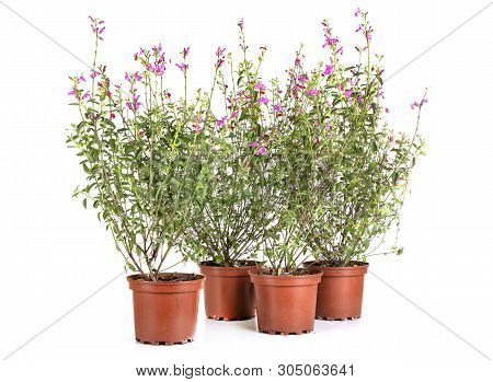 Salvia Microphylla In Front Of White Background
