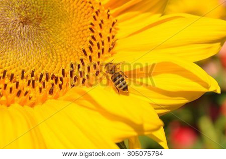 Striped Bee Pollinates Bright Sunflower Stamens Closeup. Small Bee Gathering Yellow Pollen For Makin
