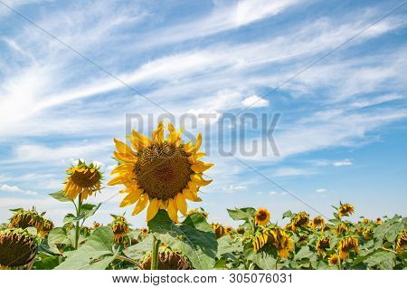 Sunflower Crop Field With Big Round Brown Flower Surrounded By Disheveled Yellow Petals. Harvest Sum