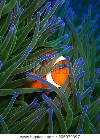 Closeup And Macro Shot Of Western Clownfish Or Anemonefish During Leisure Dive In Tunku Abdul Rahman