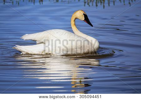 Trumpeter Swan (cygnus Buccinator) In Yellowstone National Park, Wyoming, Usa
