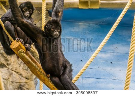 Black Headed Spider Monkey Hanging In Some Ropes, Portrait Of A Critically Endangered Primate From A