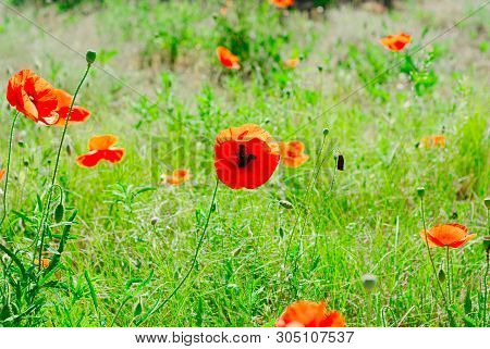 Flower Poppy Flowering On Background Poppies Flowers