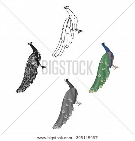Peacock Icon In Cartoon, Black Style Isolated On White Background. Bird Symbol Stock Vector Illustra