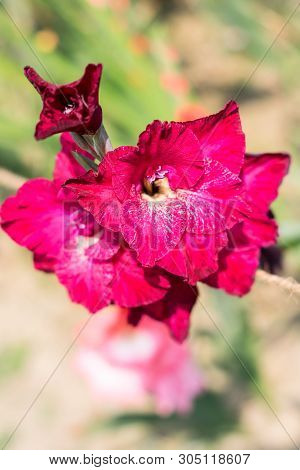Sword Lily (gladiolus) A Genus Of Perennial Cormous Iris Family. It Is A Sun Loving Plant Blooms In 