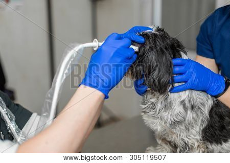 Vets Do An Ultrasound Scan Of The Dog's Injured Eye In A Veterinary. Animal Health Care Concept.