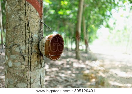 Rubber Tree (hevea Brasiliensis) Produces Latex. By Using Knife Cut At The Outer Surface Of The Trun