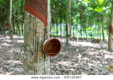 Rubber Tree (hevea Brasiliensis) Produces Latex. By Using Knife Cut At The Outer Surface Of The Trun