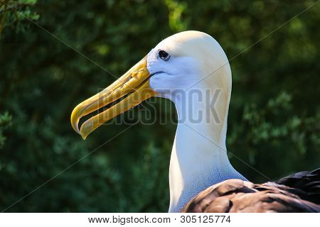 Portrait Of Waved Albatross (phoebastria Irrorata) On Espanola Island, Galapagos National Park, Ecua
