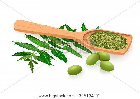 Neem Branch, Flowers, Leaves, Fruits And Pods, Powder In Wooden Spoon. Ayurveda Herb.