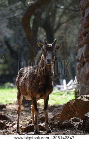The Close Up With Moufflon Female, Wintertime