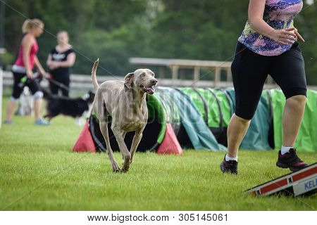 Dog Weimaraner Is Running On Agility Competition. Amazing Day On Czech Agility Competition. They Are