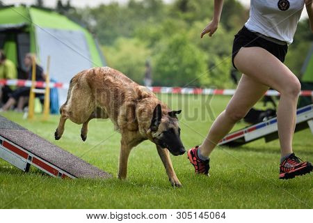 Dog Belgian Shepherd In Agility Balance Beam.  Amazing Day On Czech Agility Competition. They Are Mi