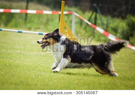 Dog Tricolor Australian Shepherd Is Running On Agility Competition. Amazing Day On Czech Agility Com