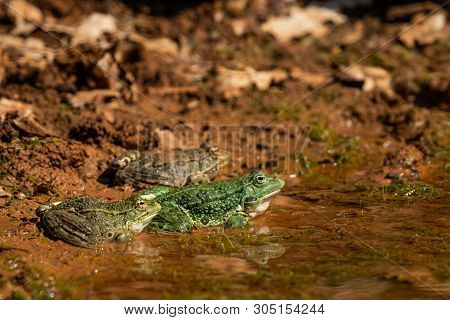 A Water Frog (rana Ridibunda) Resting Near A Small Pond On A Sunny Day, Croatia