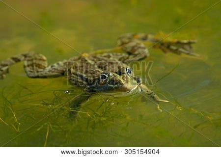 A Water Frog (rana Ridibunda) Resting Near A Small Pond On A Sunny Day, Croatia