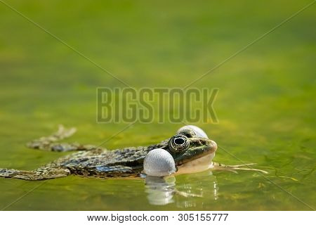 A Water Frog (rana Ridibunda) Calling In A Pond In Croatia