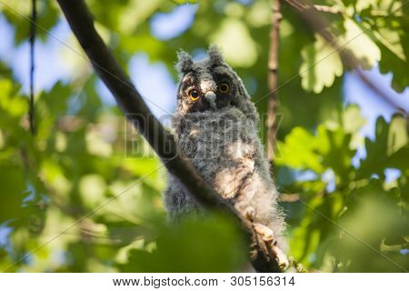 Wild Baby Owl Tree Background Day Light