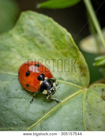 A Ladybird (coccinella Septempunctata) Sitting On A Green Plant In A Garden
