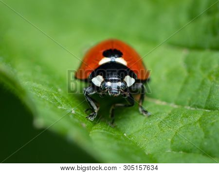 A Ladybird (coccinella Septempunctata) Sitting On A Green Plant In A Garden