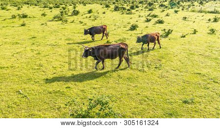 A Herd Of Cattle Heck, Grazing In A Clearing On A Spring Sunny Day In Western Germany.