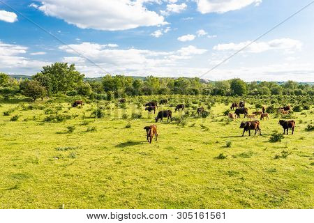 A Herd Of Cattle Heck, Grazing In A Clearing On A Spring Sunny Day In Western Germany.
